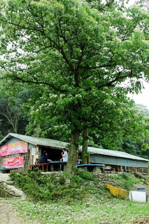 [60D]大溪十一指古道油桐花