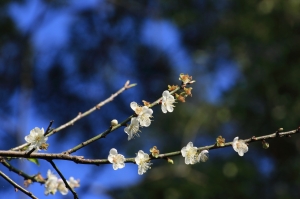 角板山梅花