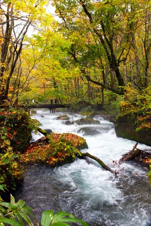日本 奧入賴溪 手持沒腳架…抖…