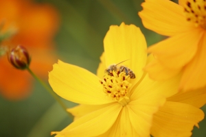花蜂