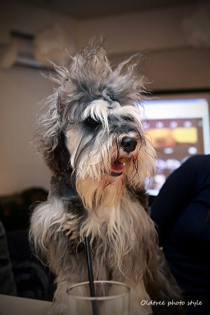 型男布魯 VS 花小萌