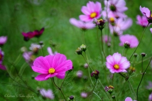 波斯菊-500mm的夢幻