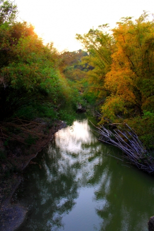 高雄美景_月世界彩竹