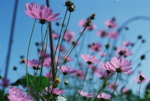 舊底片照一張。