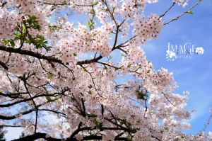 阿里山‧樱