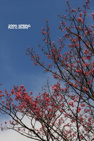 2008 SPRING