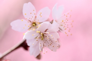 武陵農場～不免俗的櫻花