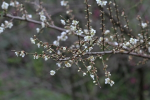 1月9號藍大新竹糾團@清大梅園