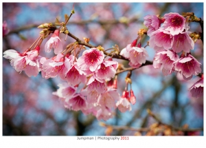 春暖花開 | 平等里賞櫻