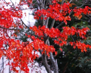清境壽山園一切都紅了