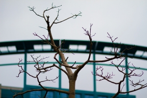 SIGMA 85mm F1.4 士林美崙公園試拍