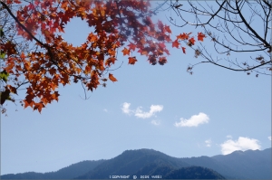 福壽。武陵。楓