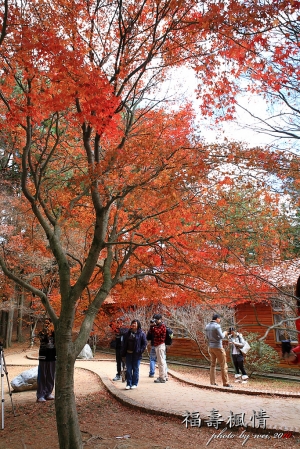 2010 福壽山賞楓