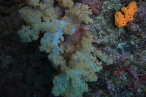 5D2 包一包丟海裡帛琉蜜月行<防水袋秀圖啦!>