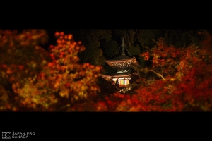 [分享] 京都永觀堂禪林寺 - 一個人的夜楓 -