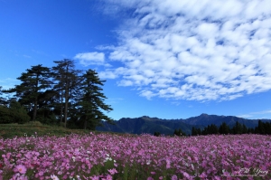 福壽山 製茶場花圃