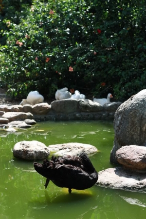 壽山動物園之沒有動物...