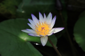 ))出水芙蓉((&nbsp;&nbsp; 一張流