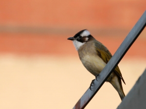 在家沒事拍普鳥