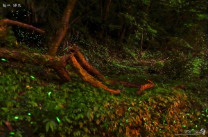 新北 綠光"螢"火晚會