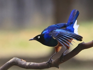 第一次...桃園‧玉山公園‧栗頭麗椋鳥