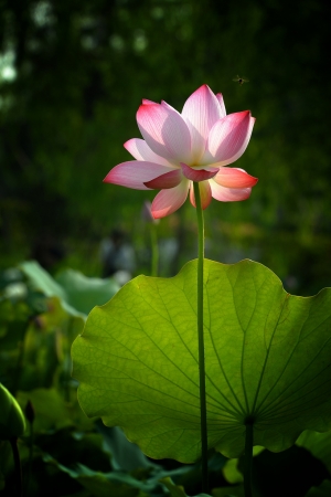 光影荷打綠(N) - 雜工