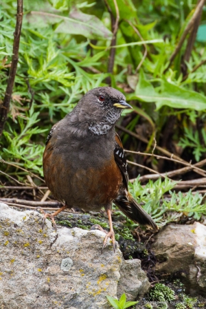 岩鷯&nbsp;&nbsp;-&nbsp;&nbsp;合歡過動兒