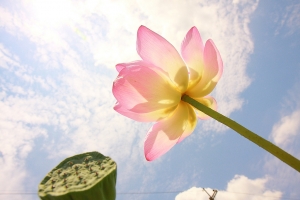 荷花季節到拉~~