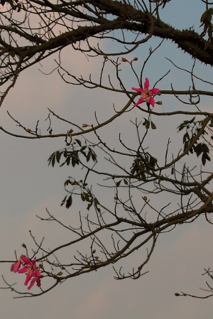 木棉的近親_美人樹~