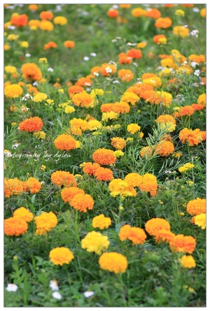 通霄花海遊記!