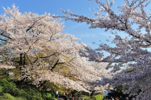 大阪京都自主行：清水寺 - 雜工