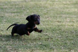 短腿的它真難拍