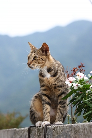 猴桐拍貓 BY 拿鐵