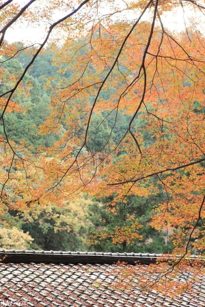 京都高雄西明寺紅葉