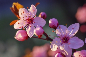 櫻花樹還是櫻桃樹?
