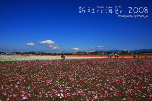 新社花海2008