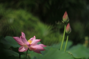 荷 戲