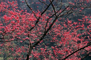 烏來春櫻