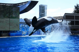 Sea World 一張流~殺人鯨秀