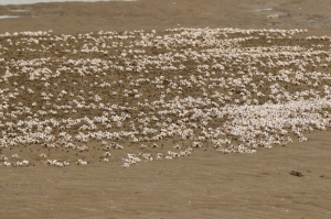 螃蟹、短指和尚蟹、