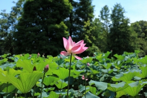 植物園走走