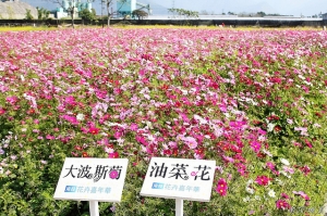 <南投花卉嘉年華+埔里逍遙遊>2011/01/02