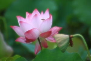 台中Wang~~2012拍荷~終2~柔