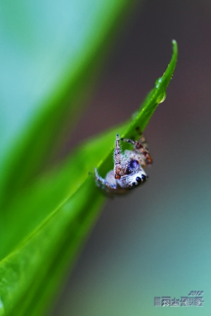 庭院隨拍 (微距)