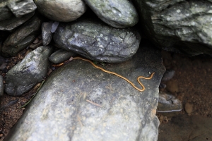 請位有誰知道這是甚麼生物嗎？