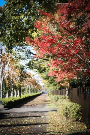 日本の秋in東京−①