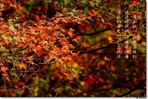 ●●●沒空上高山●●●by雙胞胎爸