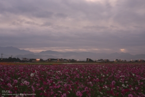 新社花海清晨時分
