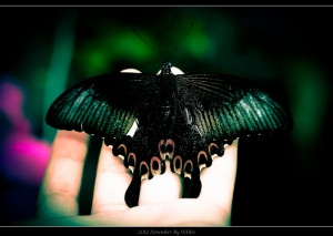 好久沒來的生態圖