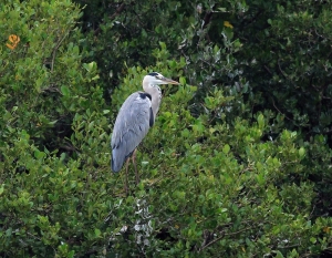 456打鳥記 - 飛翔吧 ~ 蒼鷺